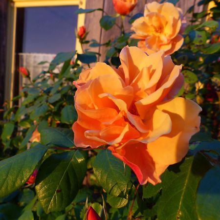 La Maison Rouge Chauvigny Dış mekan fotoğraf